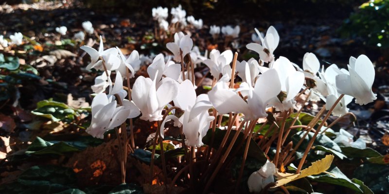 Cyclamen hederifolium  Naapoli alpikann